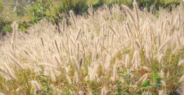 Çimen çiçek ve odak dışı sabah güneş
