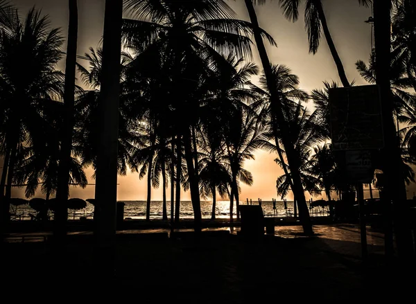 Silhouette of coconut tree at the beach