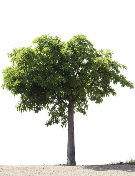  ağaç bahçe beyaz izole