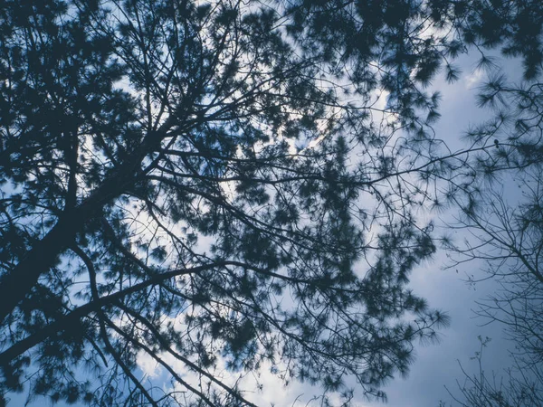 Güneş arka plan ile gölge şube.