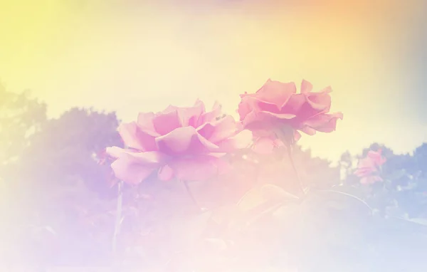 Roses Flower Made Filters Tone Pastel Color — Stock Photo, Image