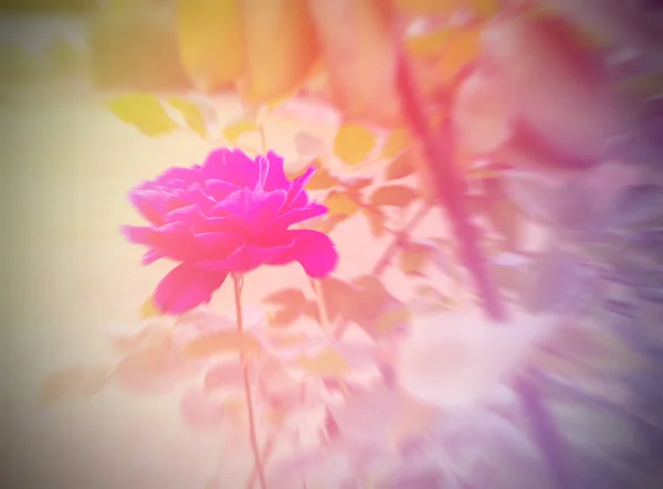 Růže Měkké Zaostření Květiny Pastelovými Tóny — Stock fotografie