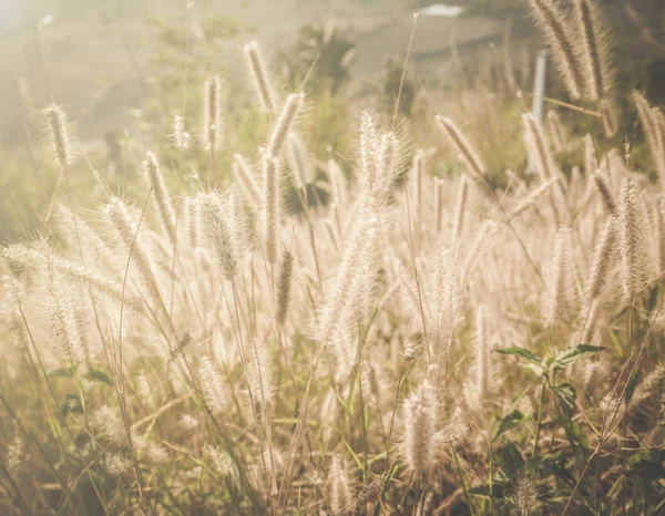 Çimen çiçek ve odak dışı sabah güneş