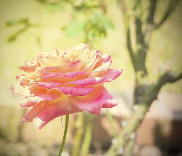 Róże Kwiat Dźwięk Miękki Kolor Tęczy — Zdjęcie stockowe