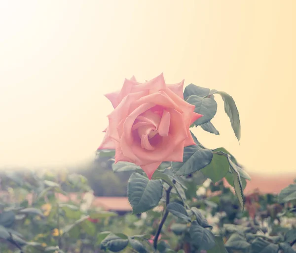 Roses Dans Jardin Filtrées Ton Vintage — Photo