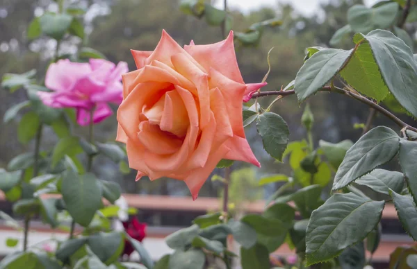Różowe Kwiaty Ogrodzie Naturalne Tło — Zdjęcie stockowe