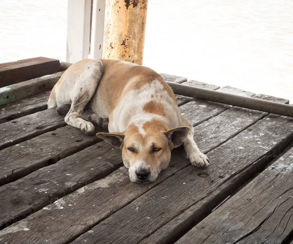 Lat Hund Sover Golvet Trä — Stockfoto