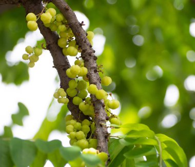 Yıldız Bektaşi üzümü fruit.star Bektaşi üzümü ağaç üzerinde