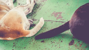 İki sokak köpekleri kuyruğunun