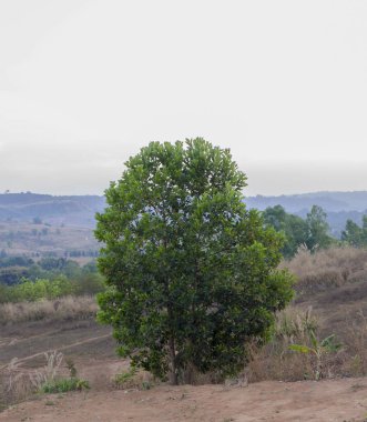 tepede ağaç çalı