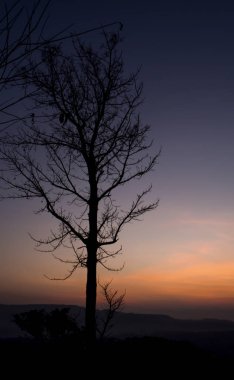 Gün doğumunda manzara nın eski ağacının silueti