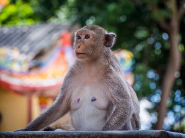 Maymun yolda, Hug, Love, Hayvan aile,