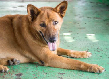 Beyaz köpekler evsiz.