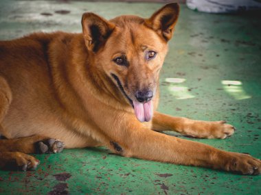 Beyaz köpekler evsiz.