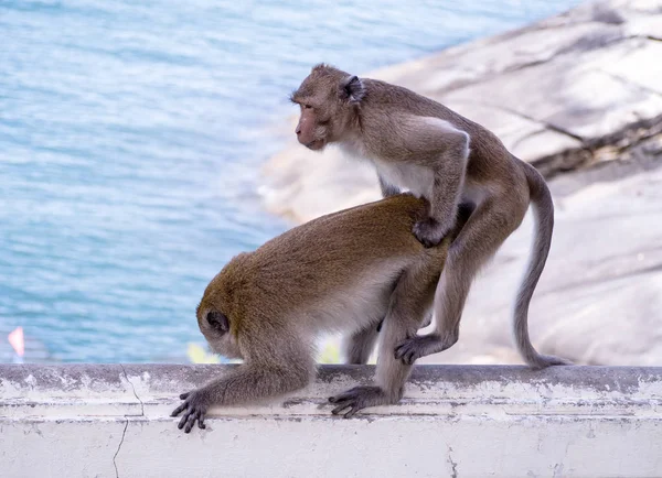 Acasalamento Macacos Beira Mar — Fotografia de Stock
