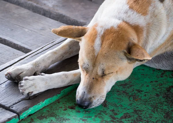 Söt Herrelös Hund Sova Templet — Stockfoto