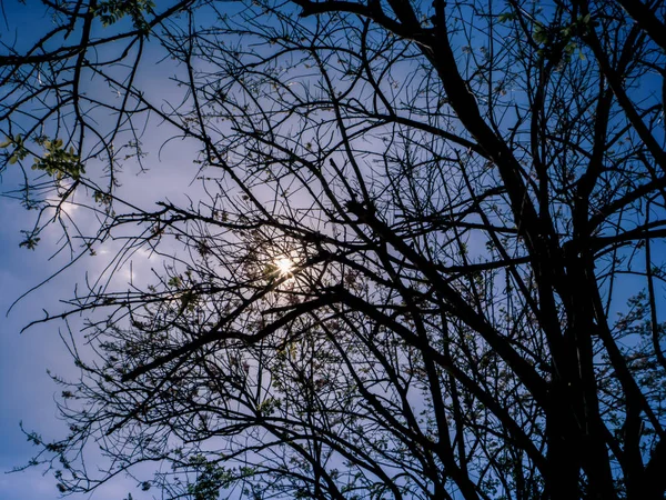 Árvore Galhos Céu Azul Luz Sol — Fotografia de Stock