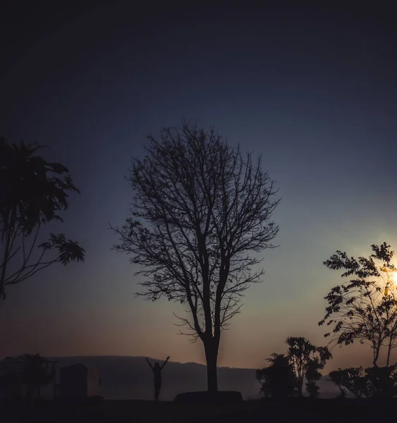 Silhouette Old Tree Landscape Sunrise — Stock Photo, Image