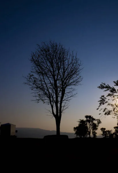 Silhouette of old tree of the landscape in the sunrise