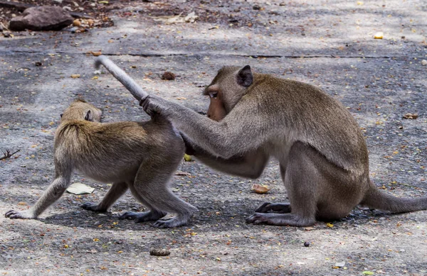Macaco Caminho Abraço Amor Família Animal — Fotografia de Stock