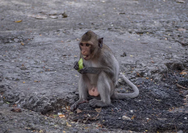 Macaco Caminho Abraço Amor Família Animal — Fotografia de Stock