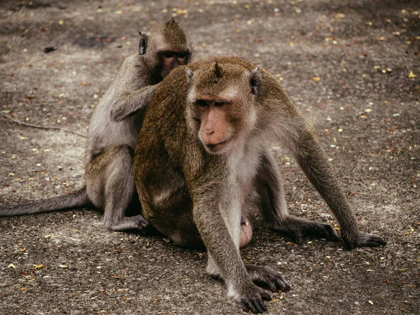 Macaco Caminho Abraço Amor Família Animal — Fotografia de Stock