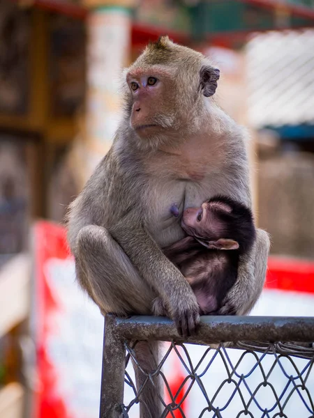Macaco Caminho Abraço Amor Família Animal — Fotografia de Stock