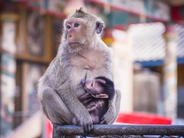 Macaco Caminho Abraço Amor Família Animal — Fotografia de Stock