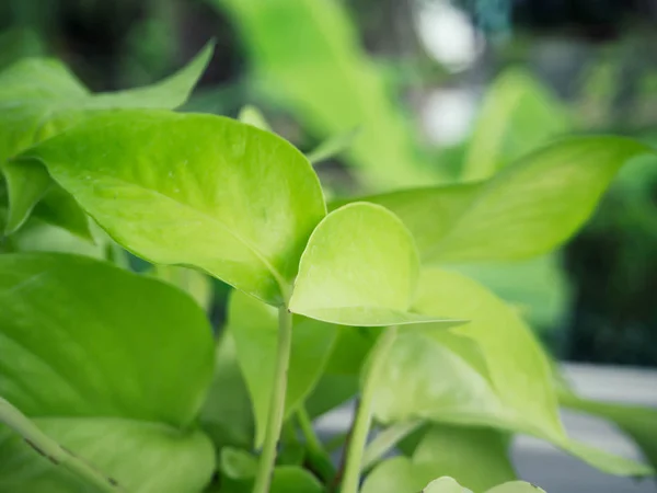 Folhas Verdes Pothos Dourados — Fotografia de Stock