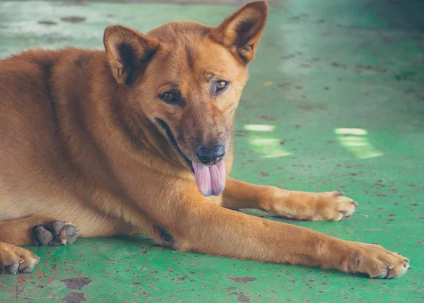 Beyaz köpekler evsiz.