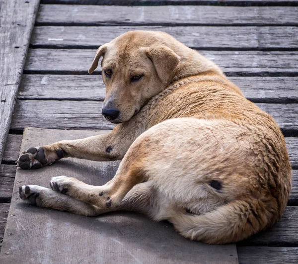 Herrelös Hund Sova Trä — Stockfoto