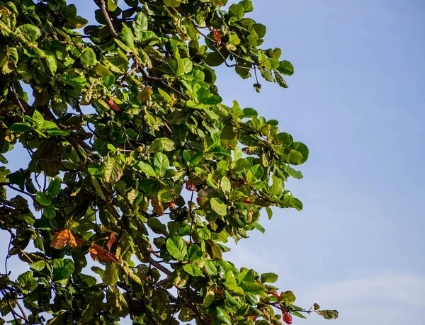 Lush Trees Sky Background — Stock Photo, Image