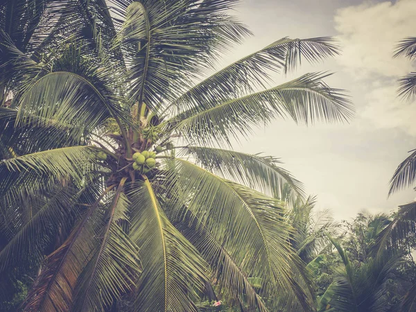 Coconut Palm Trees Vintage Filter — Stock Photo, Image