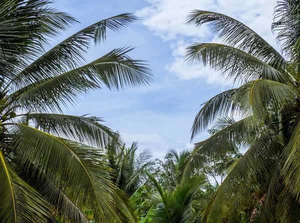 Coconut Palm Trees Vintage Filter — Stock Photo, Image