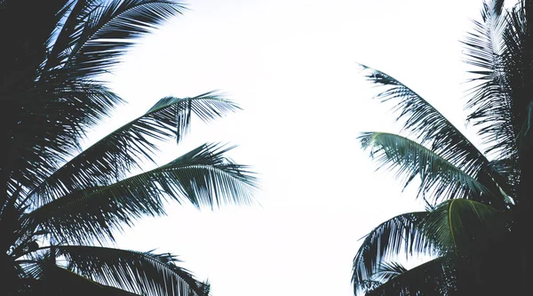 Кокосовые Пальмы Винтажный Фильтр — стоковое фото