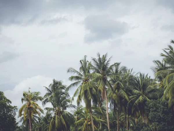 Coconut Palm Trees Vintage Filter — Stock Photo, Image