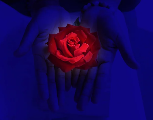 Valentines Concept, red rose — стоковое фото