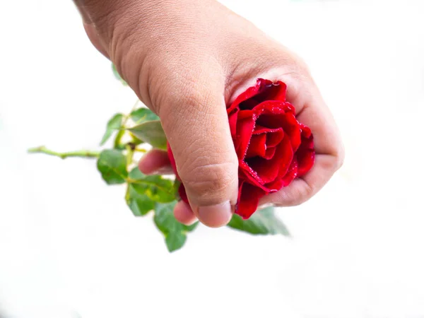 Concept Valentines, rose rouge — Photo