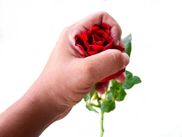 Valentines Concept,red rose — Stock Photo, Image