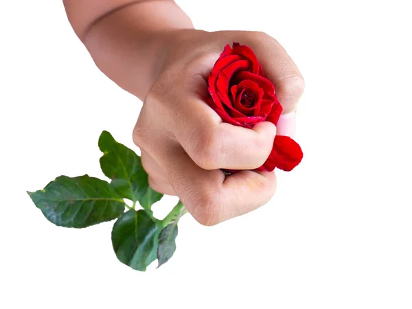 Valentines Concept, red rose — стоковое фото