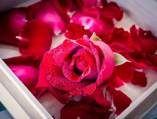 Bakgrund av röda rosenblad — Stockfoto