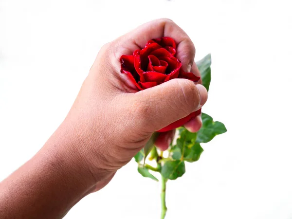 Valentines Concept,red rose — Stock Photo, Image