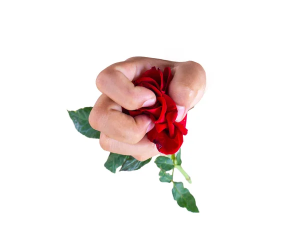 Valentines Concept, red rose — стоковое фото