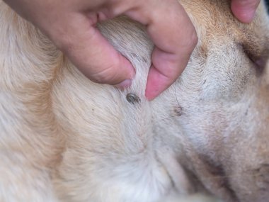  Kene köpeklerin kanını emiyor..