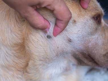  Kene köpeklerin kanını emiyor..
