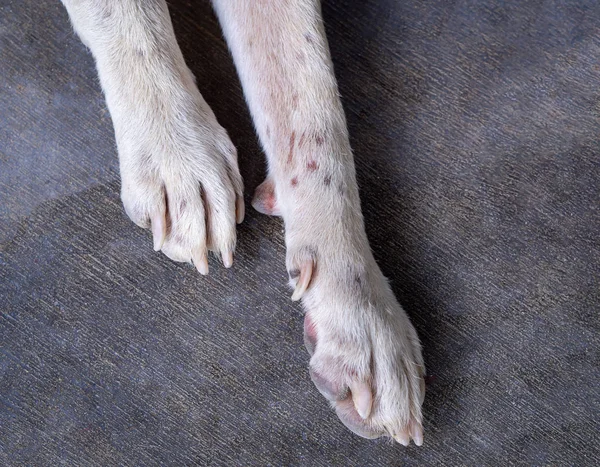 serseri köpek