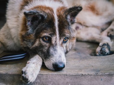 Üzgün köpek efendiyi bekliyor.
