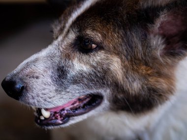 Köpek efendiyi bekliyor.