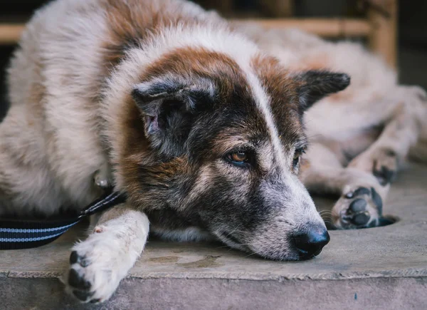 Sorglig hund väntar på husbonden — Stockfoto