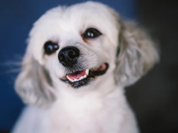 白い犬 ロイヤリティフリーのストック写真